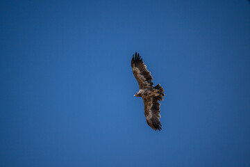 A steppe eagle in its natural habitat in the Altai steppes on an autumn day