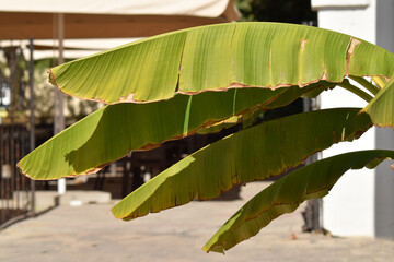 Obraz premium Mud wall texture closeup. Detailed texture of rough mud and clay wall surface in warm light.