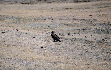 A steppe eagle in its natural habitat in the Altai steppes on an autumn day