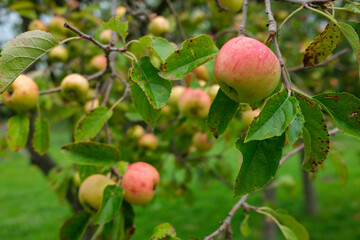 Apples hang from a tree with green leaves Some of the apples are yellow and some are red The branches are brown and thin