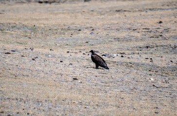 A steppe eagle in its natural habitat in the Altai steppes on an autumn day