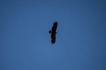 A rough-legged buzzard in its natural habitat in the Altai steppes on an autumn day