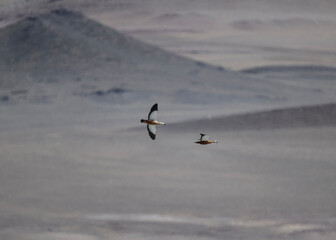 Wild ducks in the wild on the Altai steppes on an autumn day