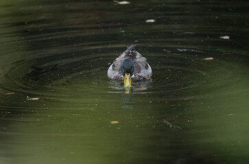Wild ducks in the wild on the Altai steppes on an autumn day