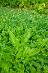 Close up of a field of green plants including clover and dandelion like leaves some of which have water droplets on them A background of grass is visible