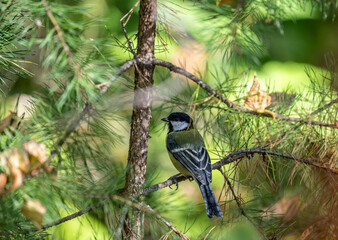 A beautiful bird in its natural habitat in the Altai steppes on an autumn day