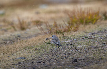 A beautiful bird in its natural habitat in the Altai steppes on an autumn day