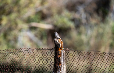 A beautiful bird in its natural habitat in the Altai steppes on an autumn day