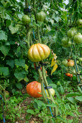 Obraz premium Close up of tomato plants with green and orange tomatoes of different sizes growing on vines secured by plastic clips The ground is covered in vegetation