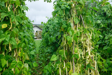 A row of tall bean plants with leaves and beans hanging In the background is a lawn some trees and a house with a pointed roof against a cloudy sky