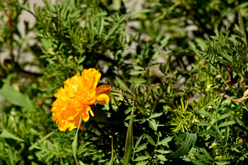 Marigold Flower in Sunlight. Bright yellow marigold flower blooming under sunlight in green garden background. Perfect for nature, floral, and botanical themes.