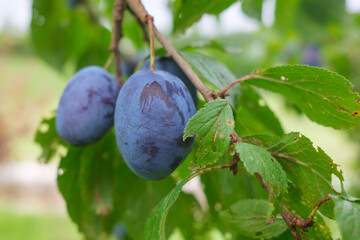 Plums hang from a tree branch among green leaves The fruit has a deep purple color and a dusty appearance ripening in the summer sun