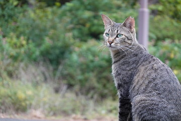 たたずむキジトラ猫