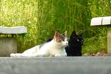 仲良しの猫たち