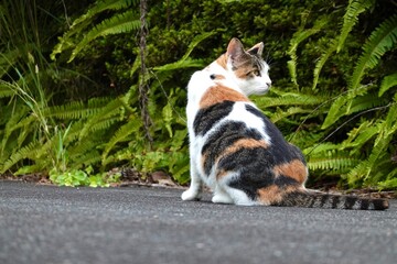 振り向く三毛猫