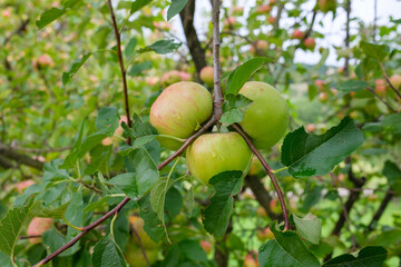 A close up shows three apples hanging on a branch surrounded by leaves More apples and foliage are visible in the background suggesting a tree full of fruit