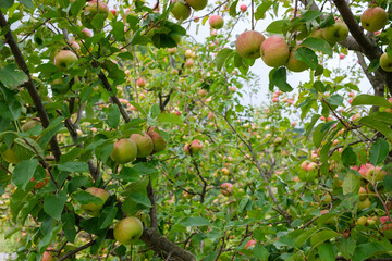 Tree branches hold green and red fruit among many green leaves More trees and fruit are visible in the background against a light sky