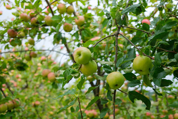 Tree branches full of apples in various shades of red and green The tree has leaves and the sky is visible between the branches and fruit