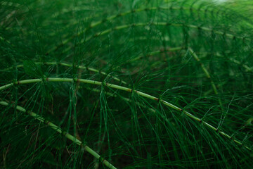 Close up of green plant stems with thin green strands at the joints creating a dense and natural pattern