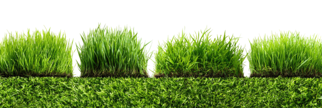 Lush green grass border