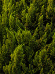 evergreen pine leaves in sunlight