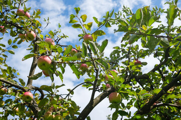 Tree with apples growing on it The sky is visible behind the branches and fruit It's a view looking up into the tree canopy with light shining through