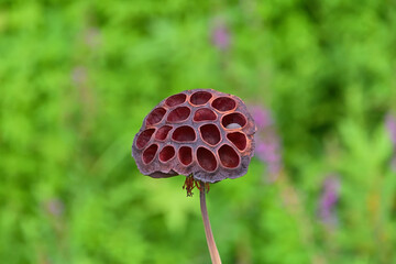 殆ど種子が落ちてしまったハスの果托