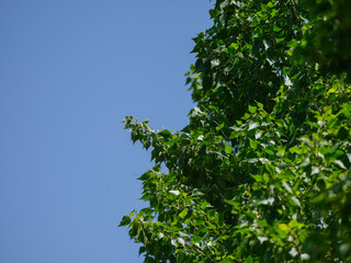 scenic view of tree leaves in sunshine