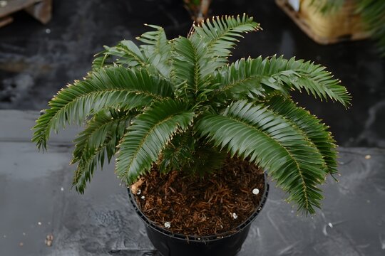 Beautiful zamia furfuracea plant in a pot, showcasing its lush green leaves