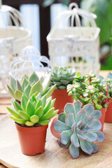 Florist at work: woman shows how to make cute home decorations with succulent plants. Step by step, tutorial.