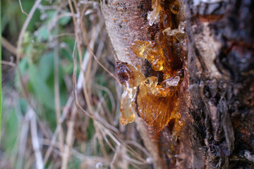 Tree sap The tree has resin oozing from its bark The amber colored sticky substance is dripping down the rough surface with grass and leaves in the background