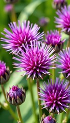 Obraz premium Close-up of vibrant purple burdock flower heads, spiky textures and intricate details, natural botanical beauty, organic, flora