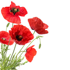 Obraz premium Bright red poppy flowers on white background