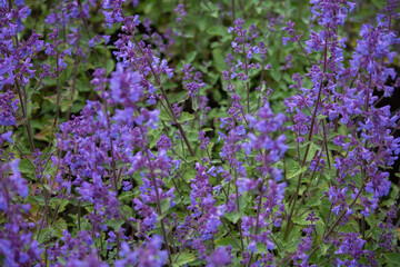 Obraz premium Blooming Nepeta faassenii with purple flowers in summer garden