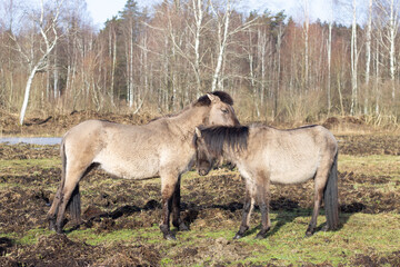 Pair of Polish Konik Horses in Natural Habitat, Displaying Social Bonding Behavior