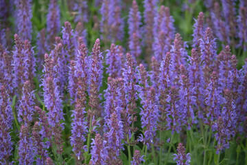 Salvia nemorosa with vibrant violet flowers blooming in garden.