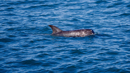 Obraz premium Risso's dolphin