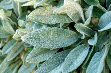 Stachys byzantina - lamb’s ear




, lanata,woolly hedgenettle,