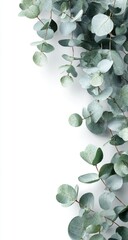 Light teal eucalyptus sprigs cascading against a white background
