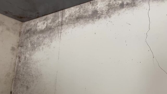 Water damage black causing mold growth on the interior walls of the property and in the attic