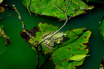 nénuphar