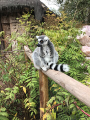 affe primat tier zoo