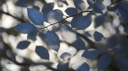 Close up on silver leaves and blurred background, botanical nature beauty