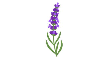 Obraz premium A digital illustration of a lavender stem with green leaves and purple flowers against a white background
