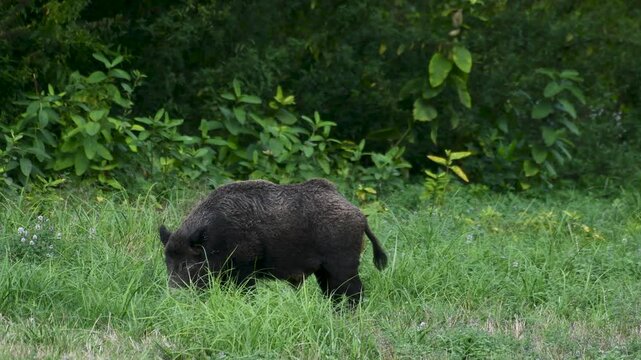 wild boar	