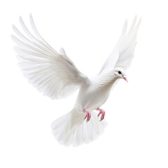 Elegant White Dove in Flight, Isolated on Pure White Background, Graceful