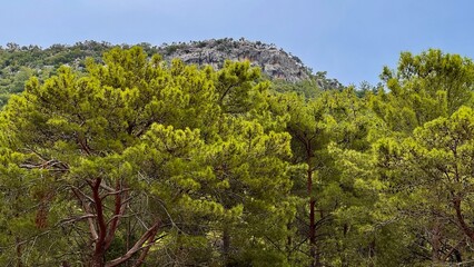 A vibrant, sunlit canopy of lush Turkish pine trees (Pinus brutia) with the rocky Taurus Mountains in the background. A beautiful, wild nature scene in Turkey