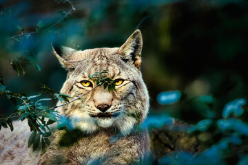 Porträt eines Europäischer Luchs (Lynx lynx) mit intensivem Blick, verborgen im dichten Waldlaub – Wildlife-Fotografie in natürlicher Umgebung