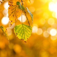 Obraz premium Autumn leaves branch with bokeh background and bright sunlight