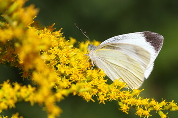 セイタカアワダチソウの蜜を吸うモンシロチョウ